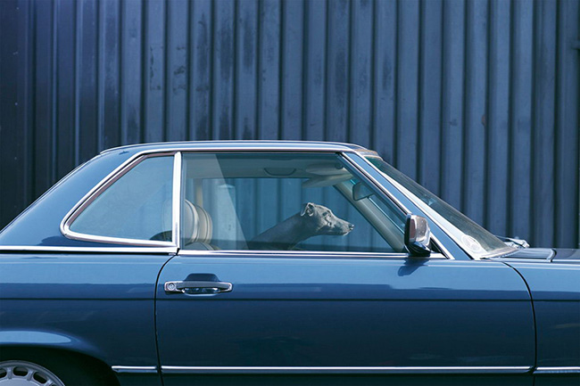 The Silence of Dogs in Cars by Martin Usborne (06)