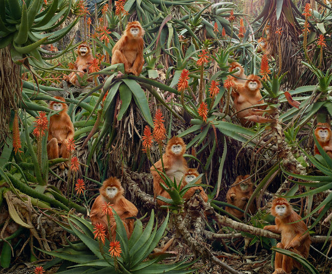 simenjohan4