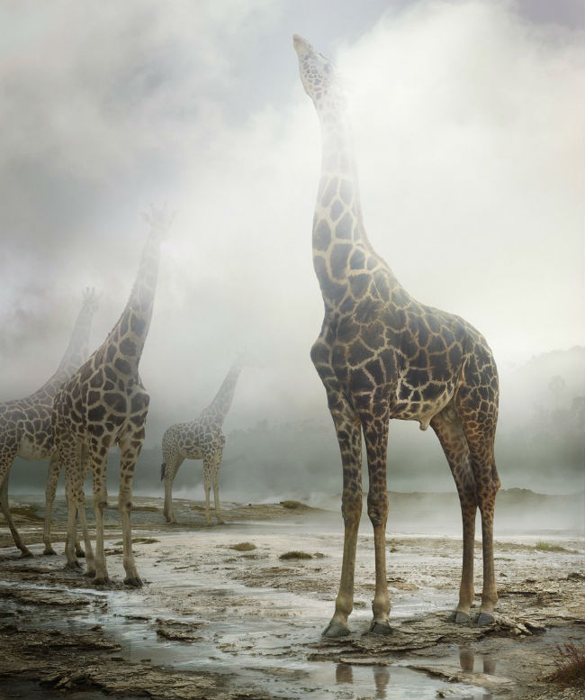 simenjohan6