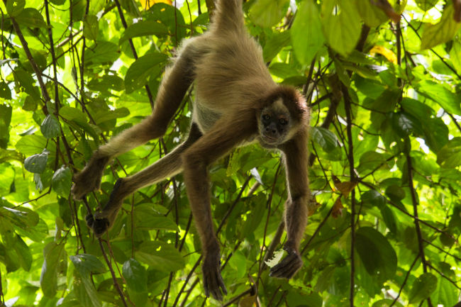 monos albinos4