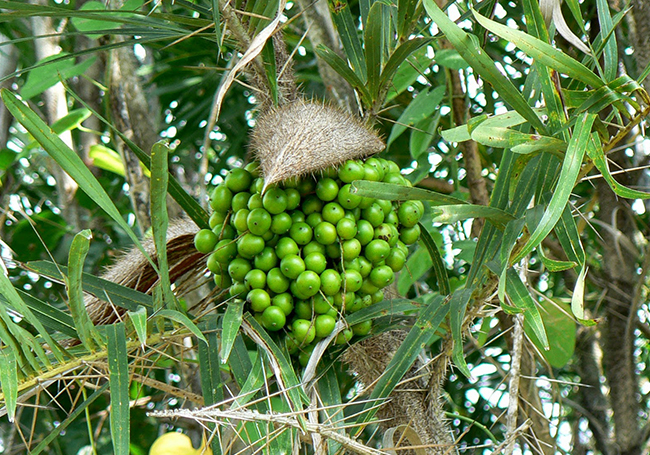 CorozoUvita_Exoticas_EXCLAMA